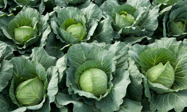 heads of cabbage
