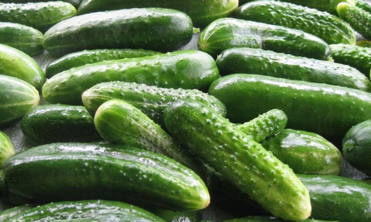 Cucumber