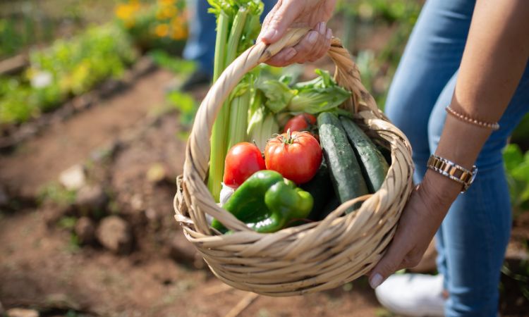 Woman holding basket of vegetables in a garden